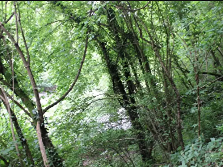 Immagine 4 di Terreno agricolo in vendita  in Via Tagliamento a Besana In Brianza