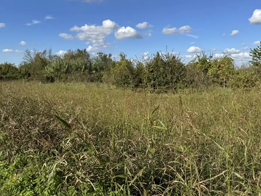 Immagine 8 di Azienda agricola in vendita  in Sant'Egidio a Ferrara