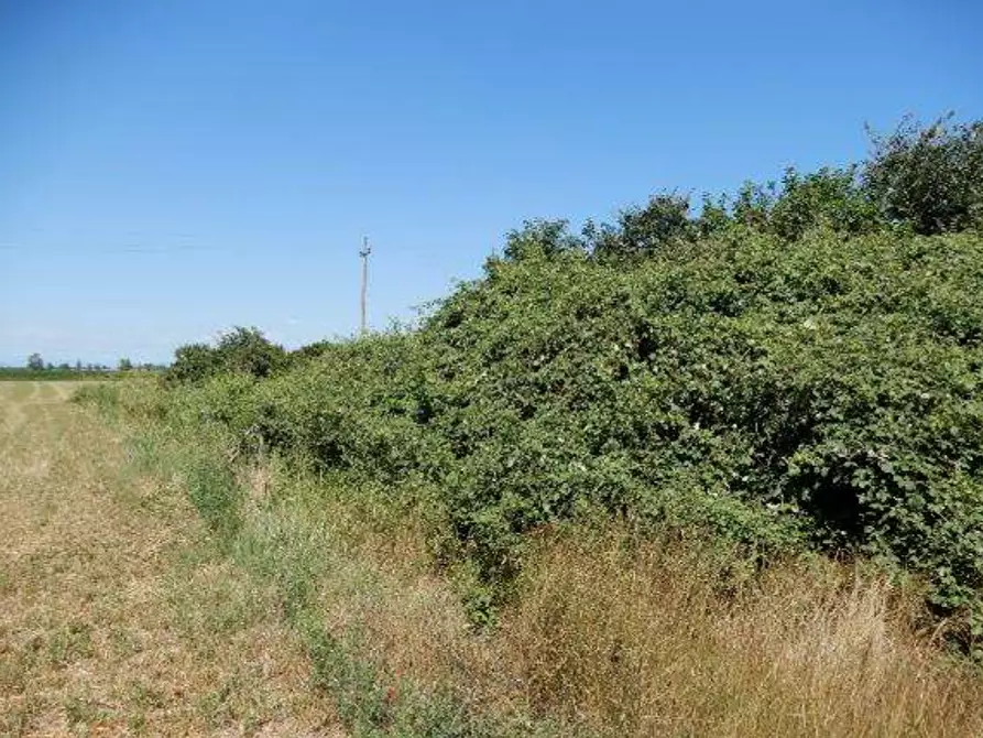 Immagine 2 di Terreno agricolo in vendita  in Via Randaccio a Roncoferraro