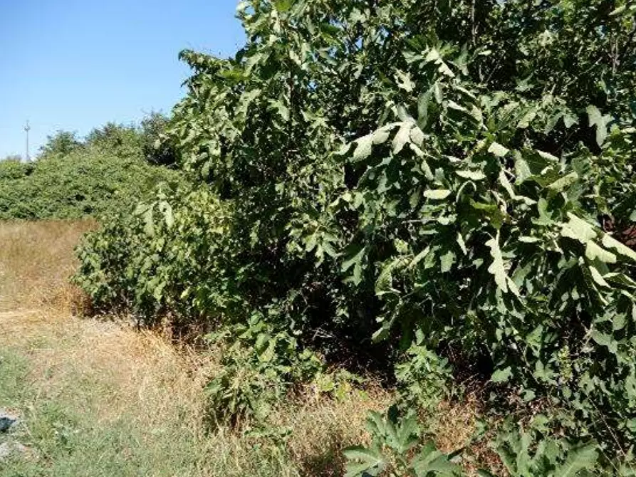 Immagine 1 di Terreno agricolo in vendita  in Via Randaccio a Roncoferraro