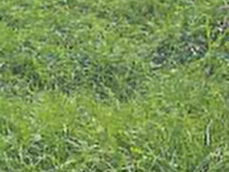 Immagine 9 di Porzione di casa in vendita  in Via Rubini   a Corbola