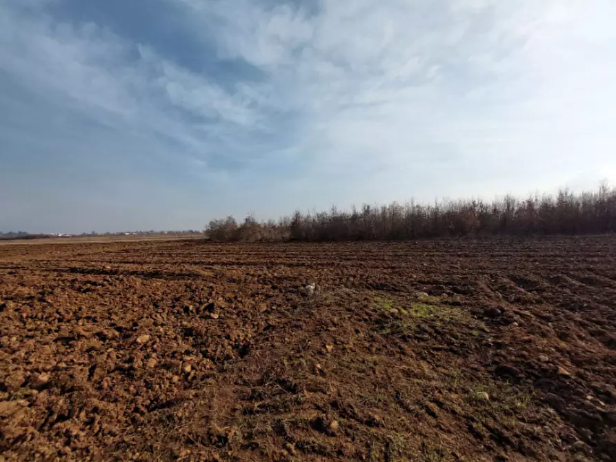 Immagine 2 di Terreno agricolo in vendita  in Via S. Luca a San Daniele Del Friuli