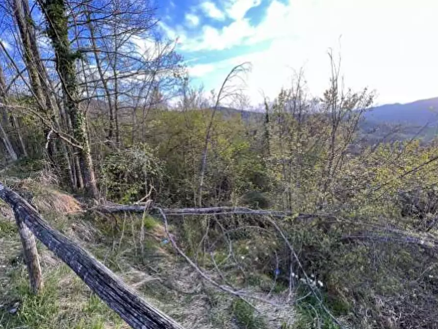 Immagine 3 di Terreno agricolo in vendita  in Località La Pilla a Monzuno