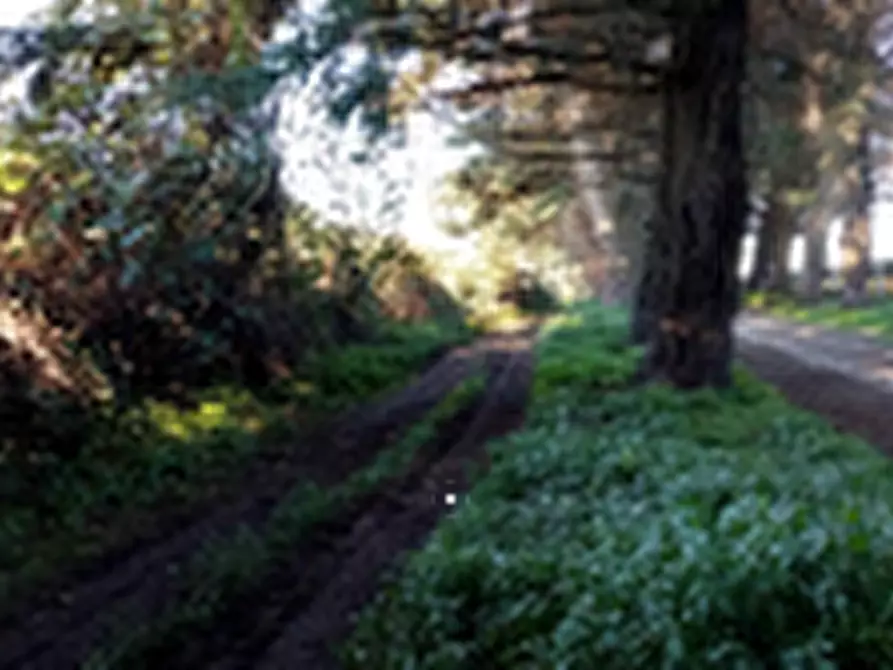 Immagine 1 di Terreno agricolo in vendita  in Località Torricciola a Artena