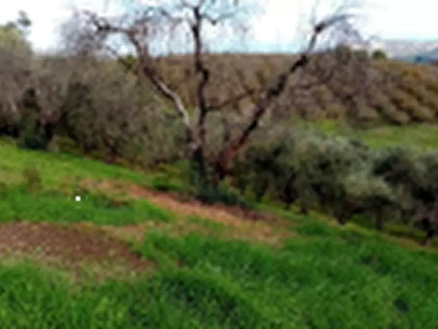 Immagine 3 di Terreno agricolo in vendita  in Località Torricciola a Artena
