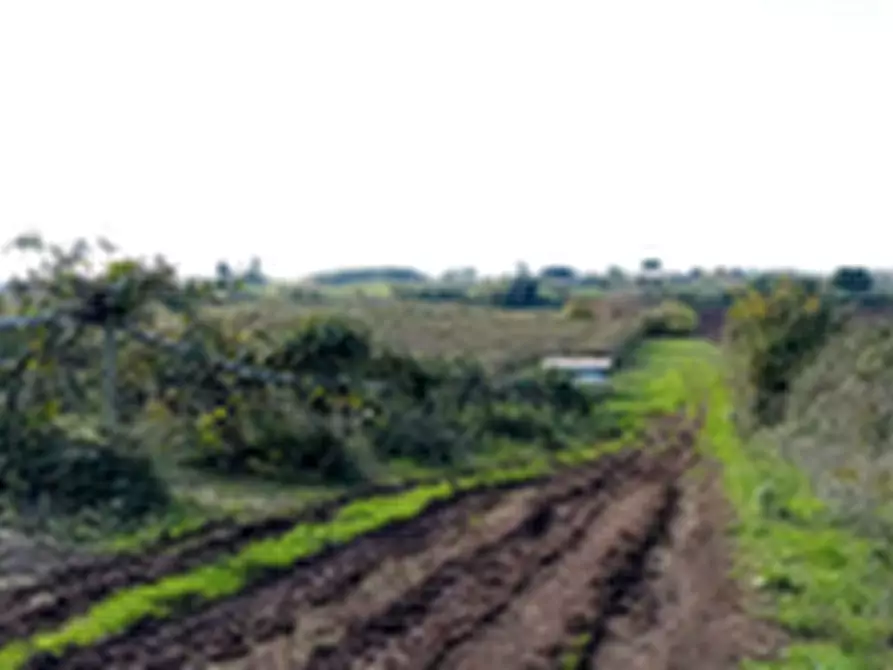 Immagine 4 di Terreno agricolo in vendita  in Località Torricciola a Artena
