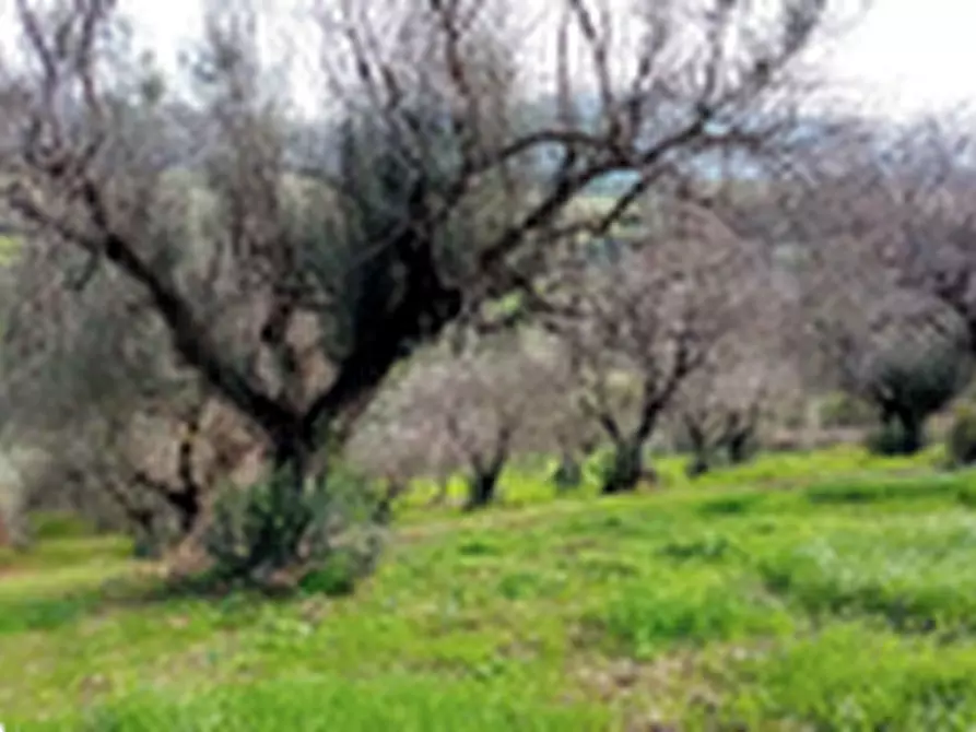 Immagine 6 di Terreno agricolo in vendita  in Località Torricciola a Artena