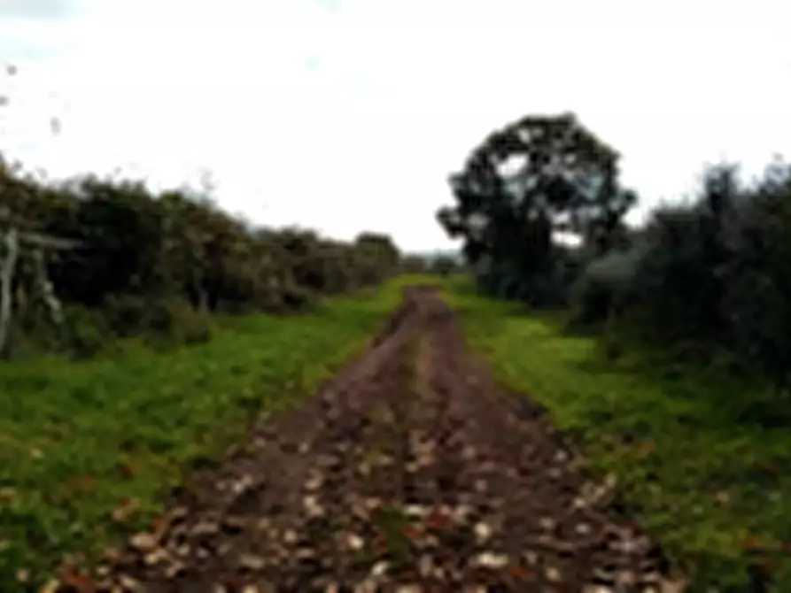 Immagine 7 di Terreno agricolo in vendita  in Località Torricciola a Artena