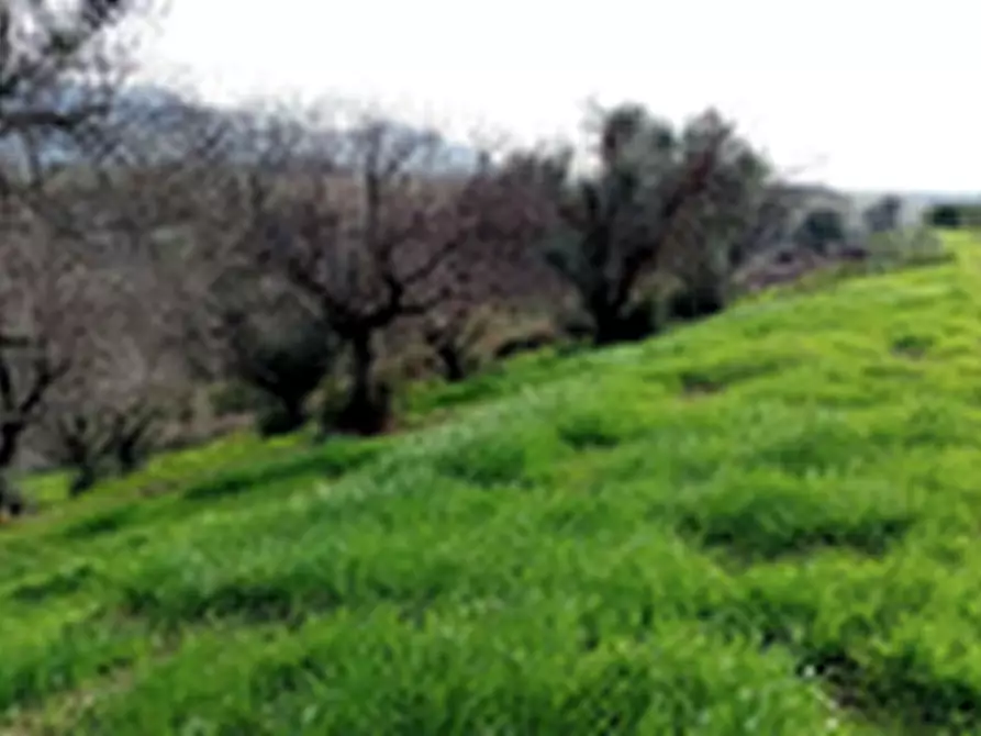 Immagine 9 di Terreno agricolo in vendita  in Località Torricciola a Artena