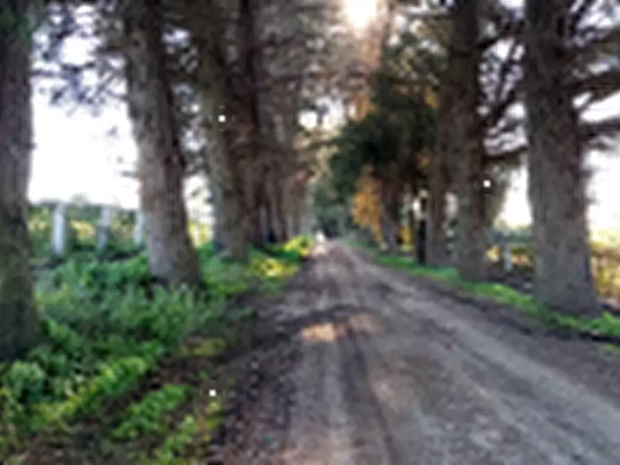 Immagine 11 di Terreno agricolo in vendita  in Località Torricciola a Artena