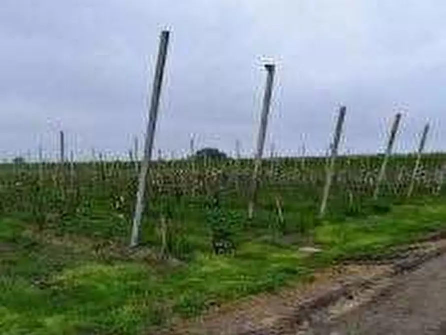 Immagine 4 di Terreno agricolo in vendita  in via Alberello a Argenta