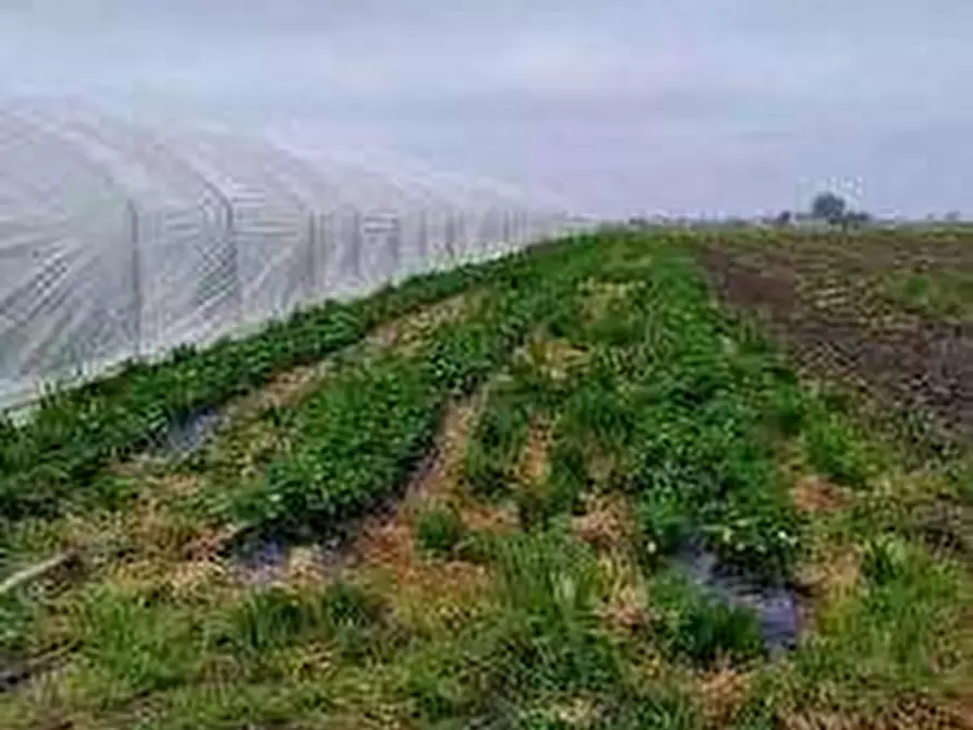 Immagine 8 di Terreno agricolo in vendita  in via Alberello a Argenta