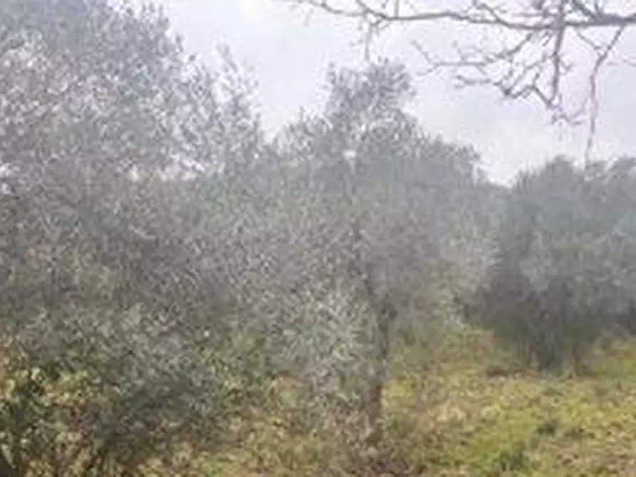 Immagine 2 di Terreno edificabile in vendita  a Campagnano Di Roma