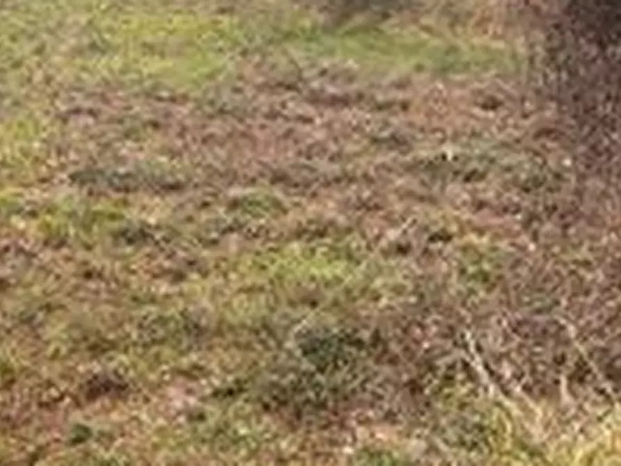 Immagine 3 di Terreno edificabile in vendita  a Campagnano Di Roma