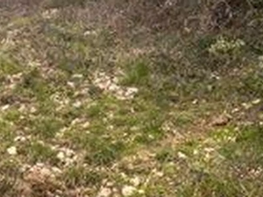 Immagine 5 di Terreno edificabile in vendita  a Campagnano Di Roma