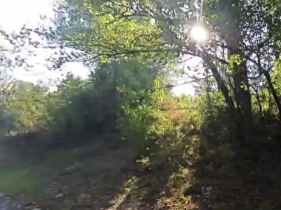 Immagine 2 di Terreno agricolo in vendita  in Via Stradone Secchia a Castellarano