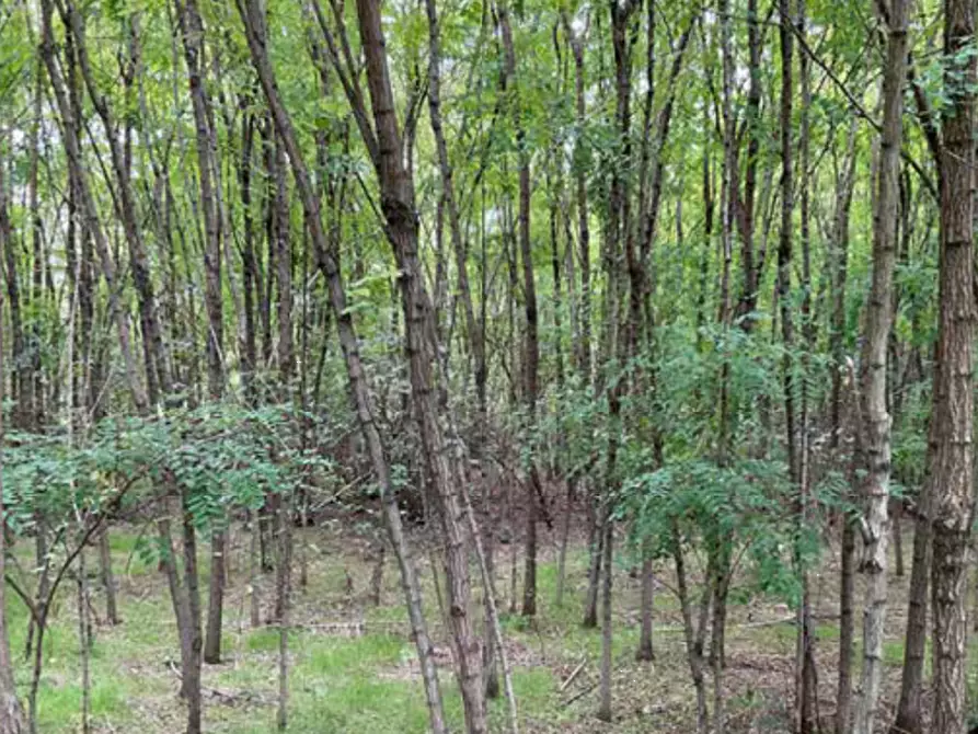 Immagine 7 di Terreno edificabile in vendita  in Viale Poggio Reale a Mantova