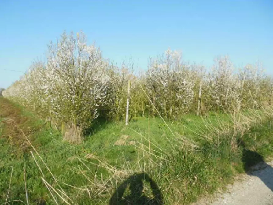 Immagine 6 di Rustico / casale in vendita  in Via Galliera a Poggio Renatico