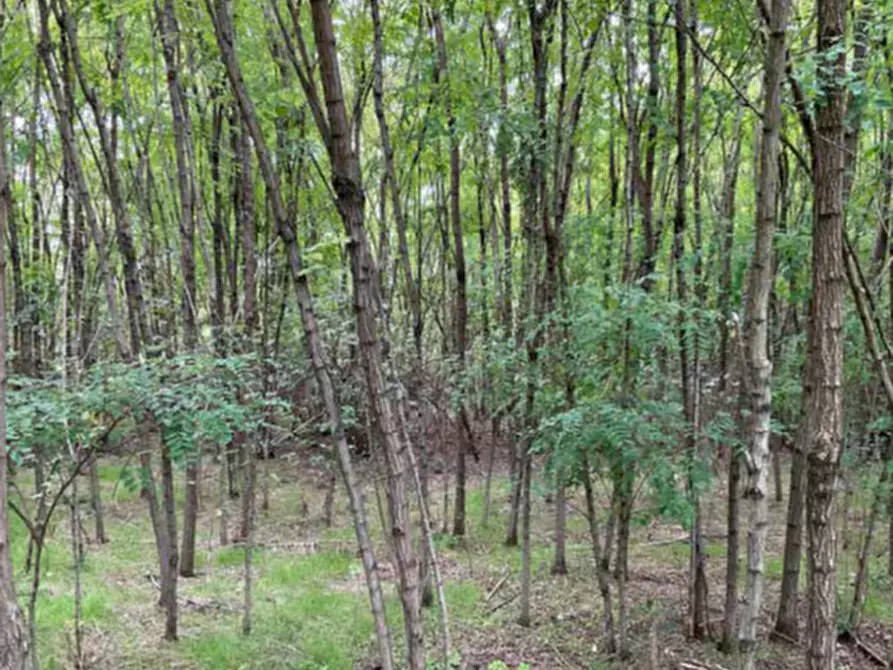 Immagine 3 di Terreno edificabile in vendita  in Viale Poggio Reale a Mantova