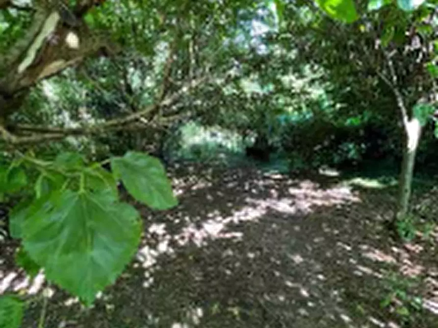 Immagine 6 di Terreno agricolo in vendita  in Via Per Rogeno a Costa Masnaga
