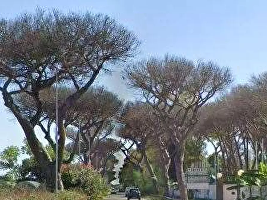 Immagine 4 di Negozio in vendita  in Via delle Pinete a Ardea