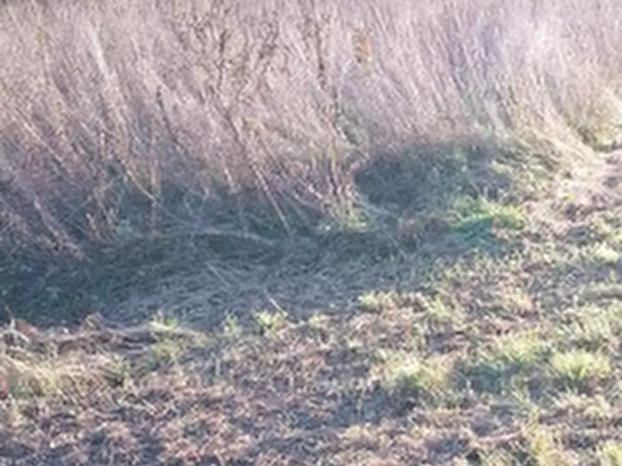 Immagine 4 di Terreno agricolo in vendita  in Strada Longaris a Tavagnacco