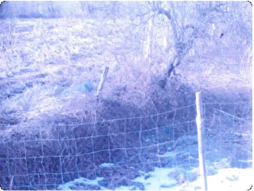 Immagine 3 di Rustico / casale in vendita  in Via Pian di Là a Fivizzano