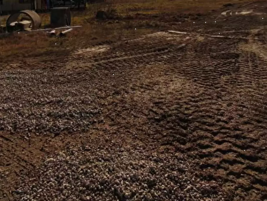 Immagine 6 di Terreno agricolo in vendita  in Località San Giorgio di Livenza a Caorle