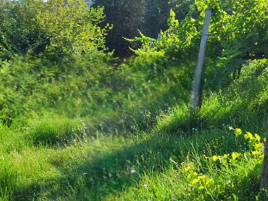 Immagine 3 di Terreno agricolo in vendita  in Via Regazzoni Bassa a Montegrotto Terme