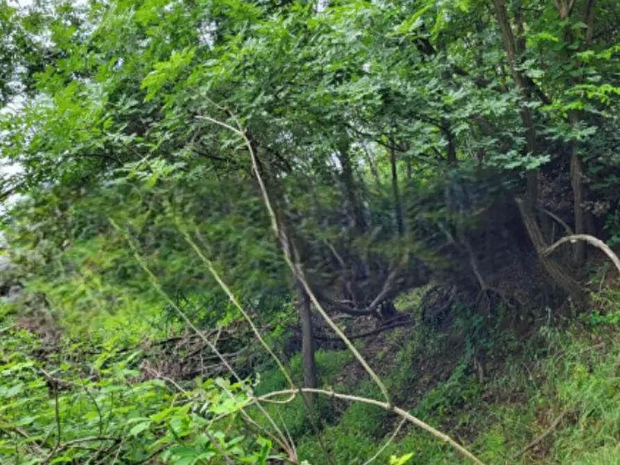 Immagine 4 di Terreno agricolo in vendita  in Via Regazzoni Bassa a Montegrotto Terme