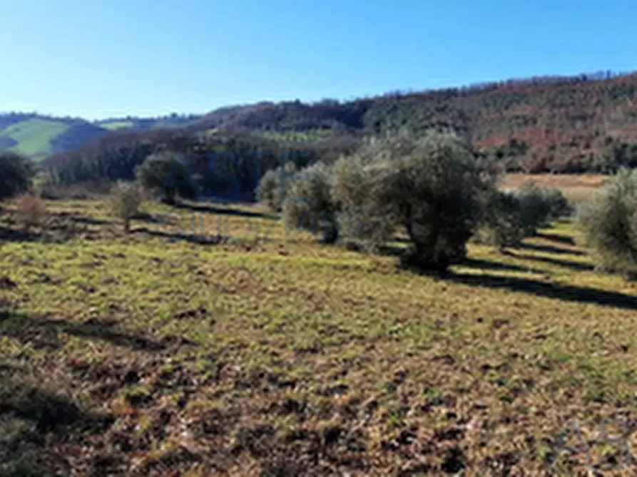 Immagine 3 di Terreno edificabile in vendita  in Località Mortaro a Baschi