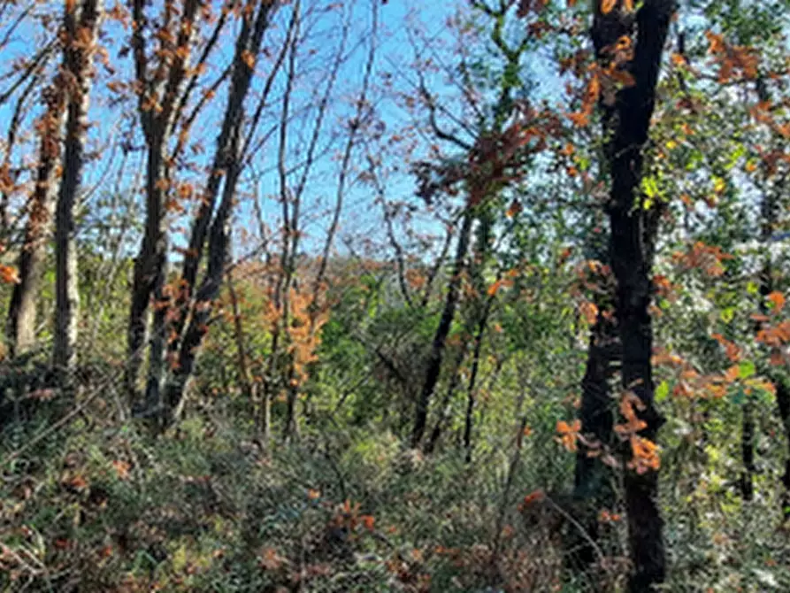Immagine 5 di Terreno edificabile in vendita  in Località Mortaro a Baschi