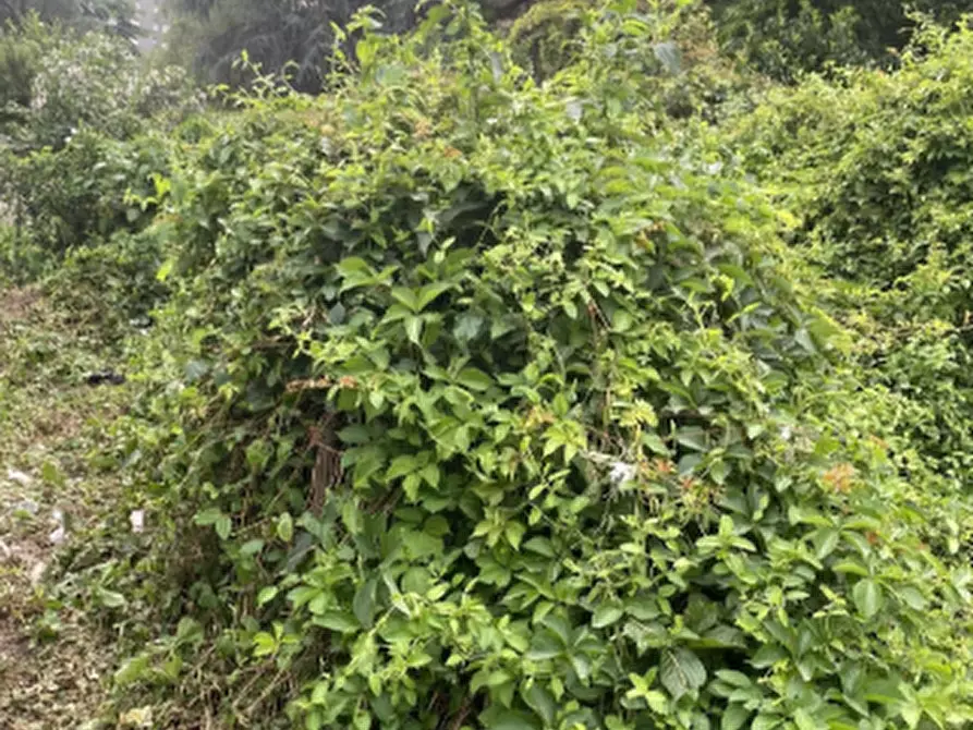 Immagine 2 di Terreno agricolo in vendita  in Via Varese a Garbagnate Milanese