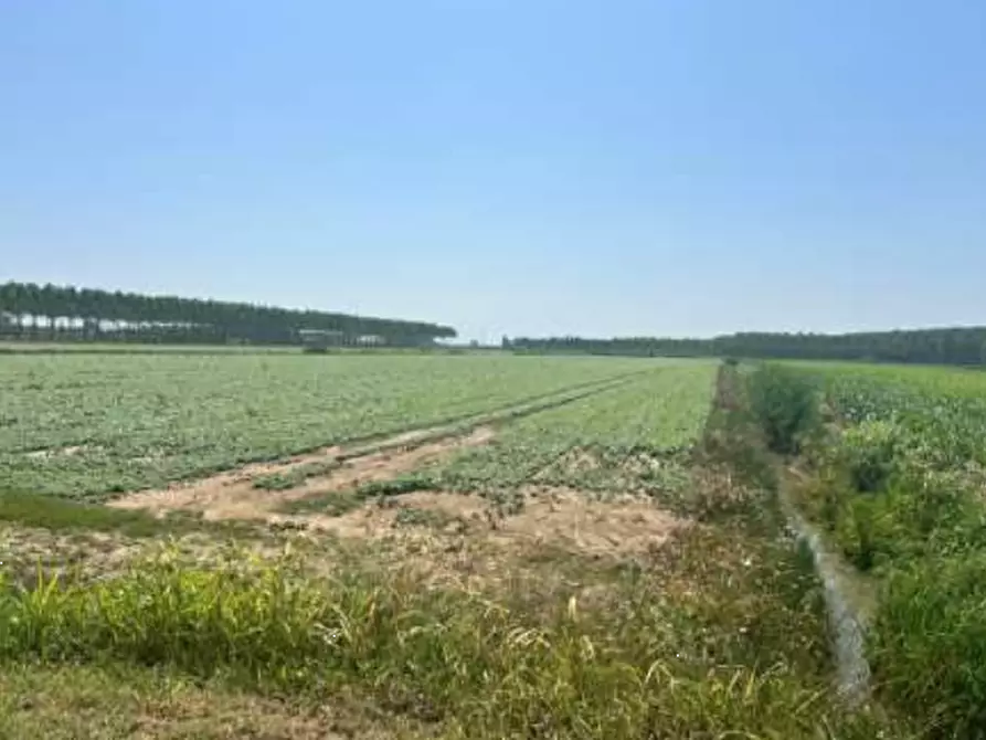 Immagine 2 di Terreno agricolo in vendita  in Strada Barchessa a Villimpenta