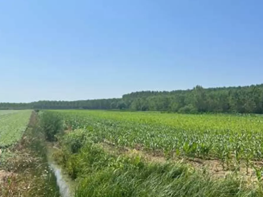 Immagine 3 di Terreno agricolo in vendita  in Strada Barchessa a Villimpenta
