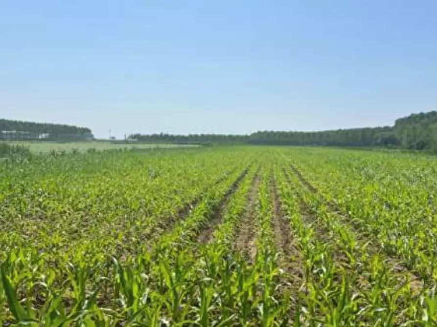 Immagine 7 di Terreno agricolo in vendita  in Strada Barchessa a Villimpenta