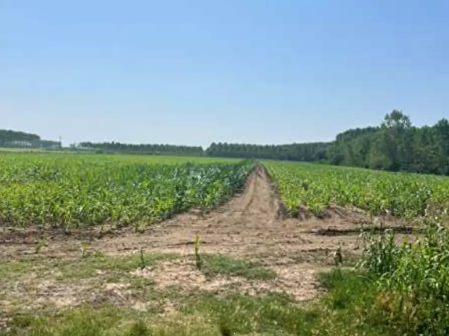Immagine 10 di Terreno agricolo in vendita  in Strada Barchessa a Villimpenta