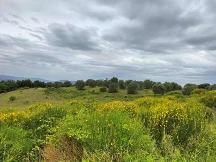 Immagine 1 di Terreno agricolo in vendita  in Strada Statale 71 a Ficulle