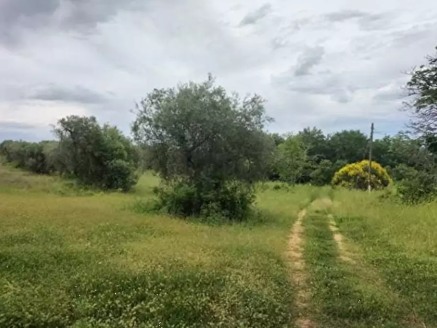 Immagine 2 di Terreno agricolo in vendita  in Strada Statale 71 a Ficulle