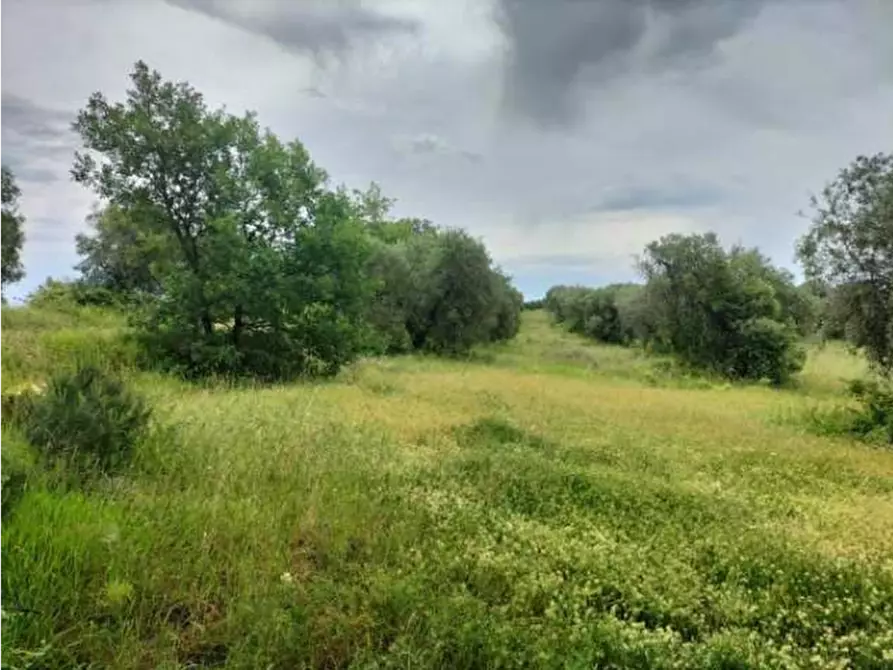 Immagine 3 di Terreno agricolo in vendita  in Strada Statale 71 a Ficulle