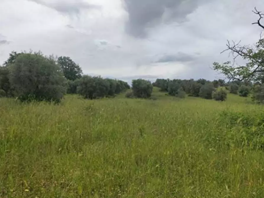 Immagine 4 di Terreno agricolo in vendita  in Strada Statale 71 a Ficulle
