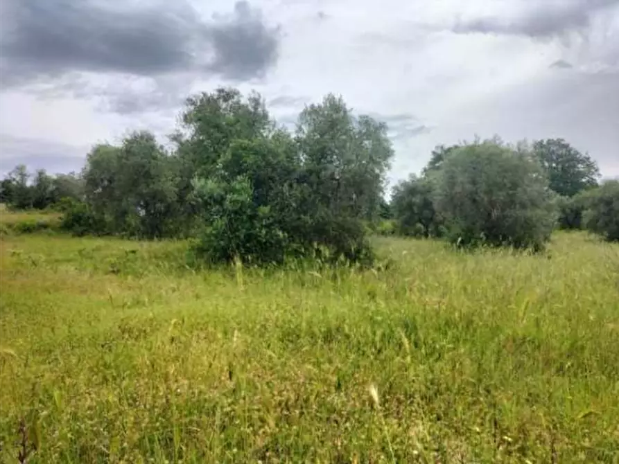 Immagine 5 di Terreno agricolo in vendita  in Strada Statale 71 a Ficulle