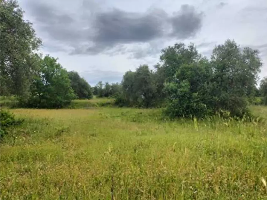 Immagine 6 di Terreno agricolo in vendita  in Strada Statale 71 a Ficulle