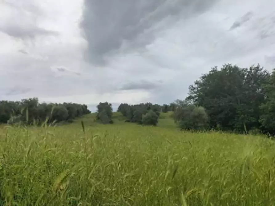 Immagine 7 di Terreno agricolo in vendita  in Strada Statale 71 a Ficulle