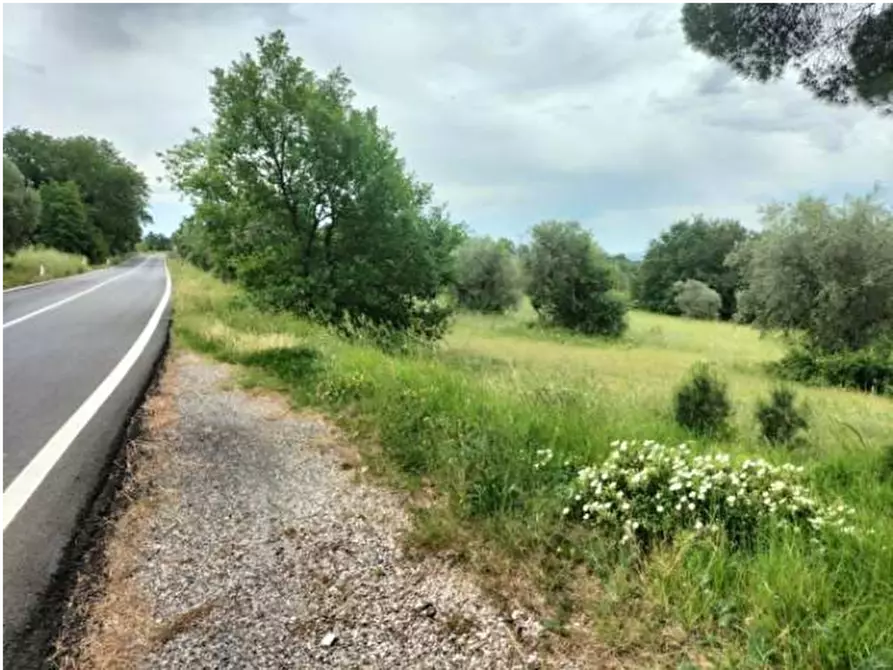 Immagine 8 di Terreno agricolo in vendita  in Strada Statale 71 a Ficulle