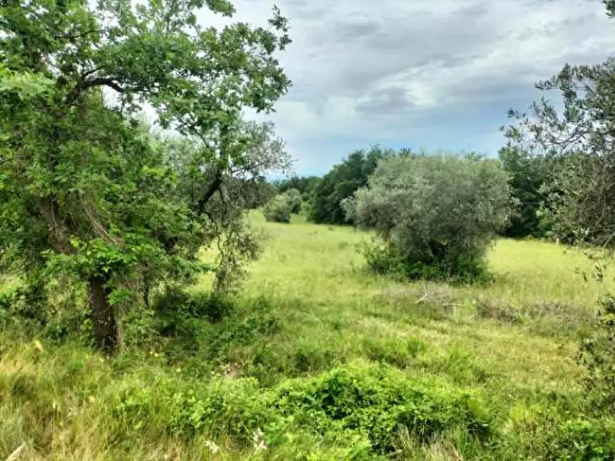Immagine 9 di Terreno agricolo in vendita  in Strada Statale 71 a Ficulle