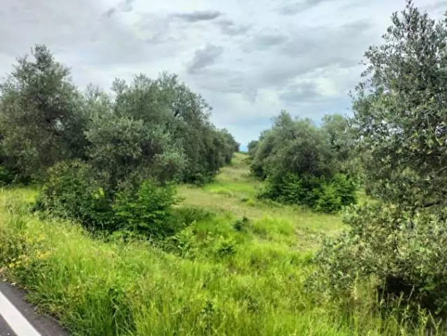 Immagine 11 di Terreno agricolo in vendita  in Strada Statale 71 a Ficulle