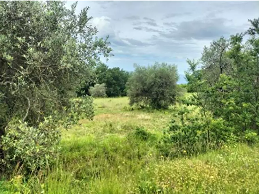 Immagine 12 di Terreno agricolo in vendita  in Strada Statale 71 a Ficulle