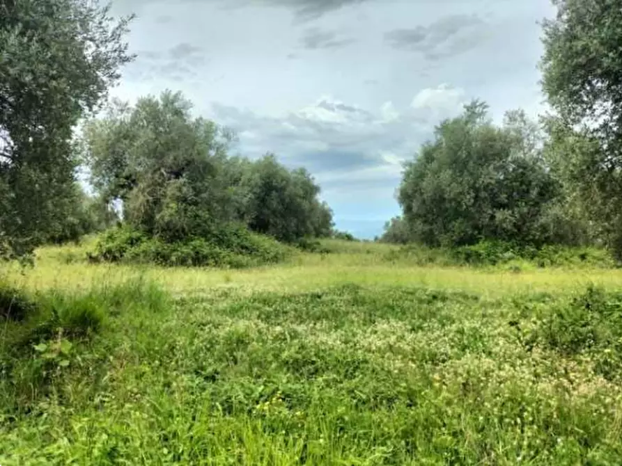 Immagine 14 di Terreno agricolo in vendita  in Strada Statale 71 a Ficulle