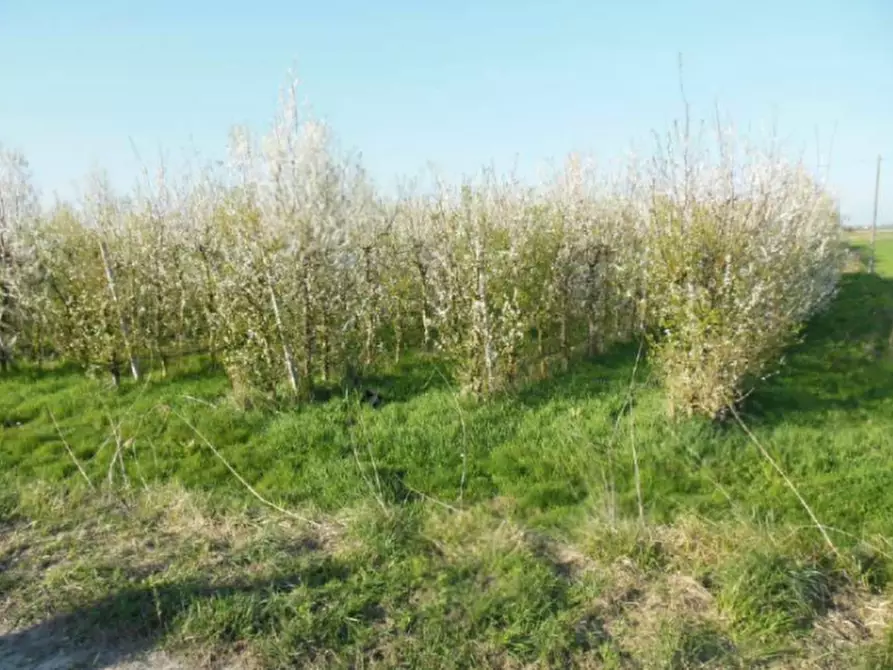 Immagine 7 di Rustico / casale in vendita  in Via Galliera a Poggio Renatico